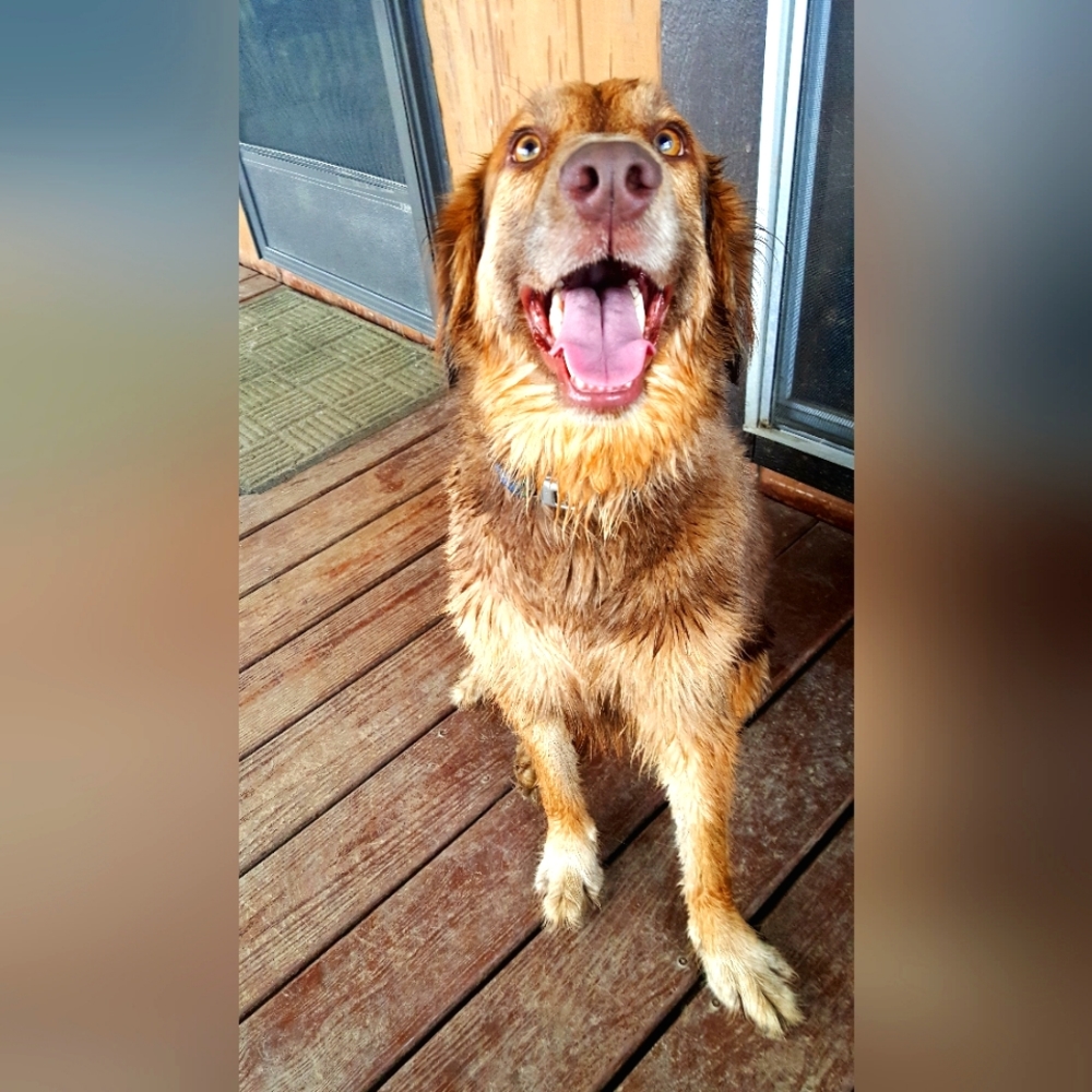 Meet your Posher, Cassie (Copper's 🐕  Mom)